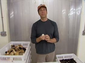 Chick Sexer