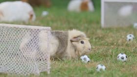 Soccer Fun