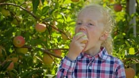 Apple Orchard