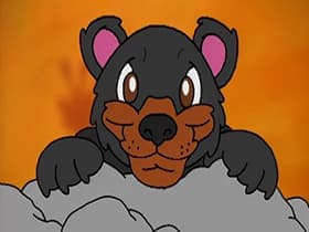 Bears