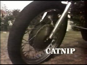 Catnip