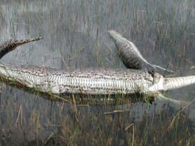 Snake Meals