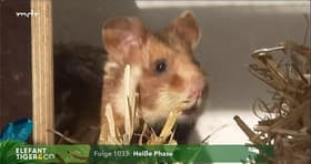 Heiße Phase