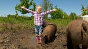 Pigs
