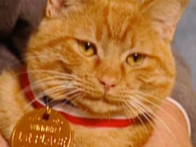 Scuba Encounter; Cat Finds Gas Leak; Native Son; Boy Scout to the Rescue