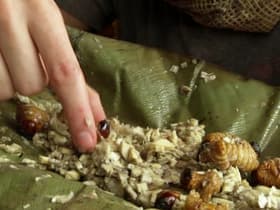 Vietnam: Giant Water Bug