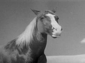 Renegade Stallion
