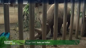 Saba auf Safari