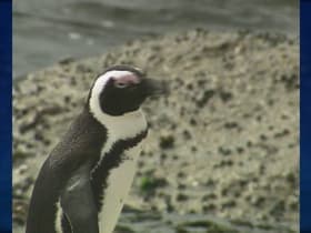 Penguins in Peril