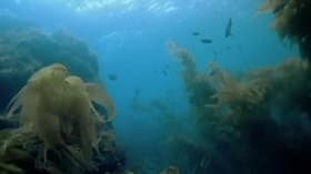 Deep Sea Killers