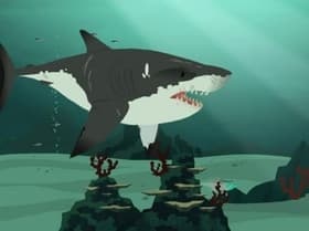 Stuck on Sharks