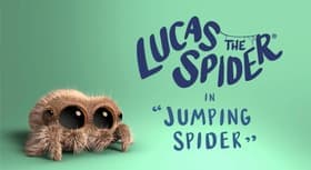Jumping Spider