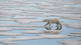 Polar