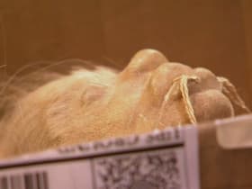 Shrunken Head/MLK Letter