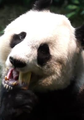 Animal Appetites